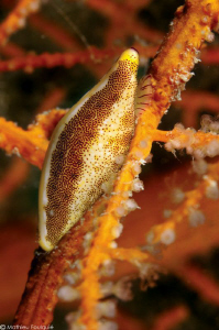 mediterranean cowrie_Neosimnia spelta by Mathieu Foulquié 